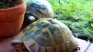 Singing Turtle?