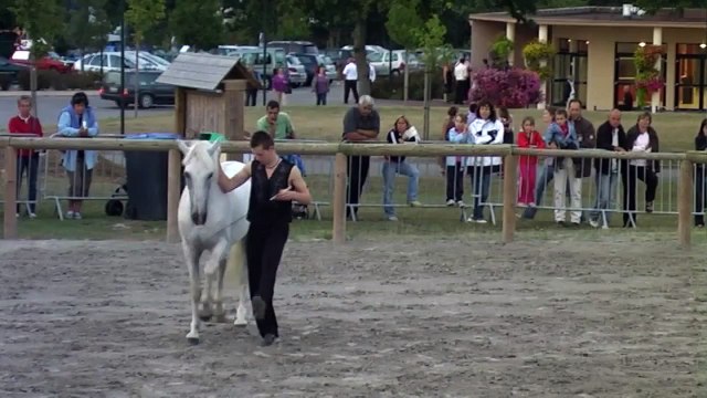 spectacle equestre liberté et voltige