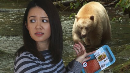 If Ordinary People Filmed Nature Documentaries _ HD