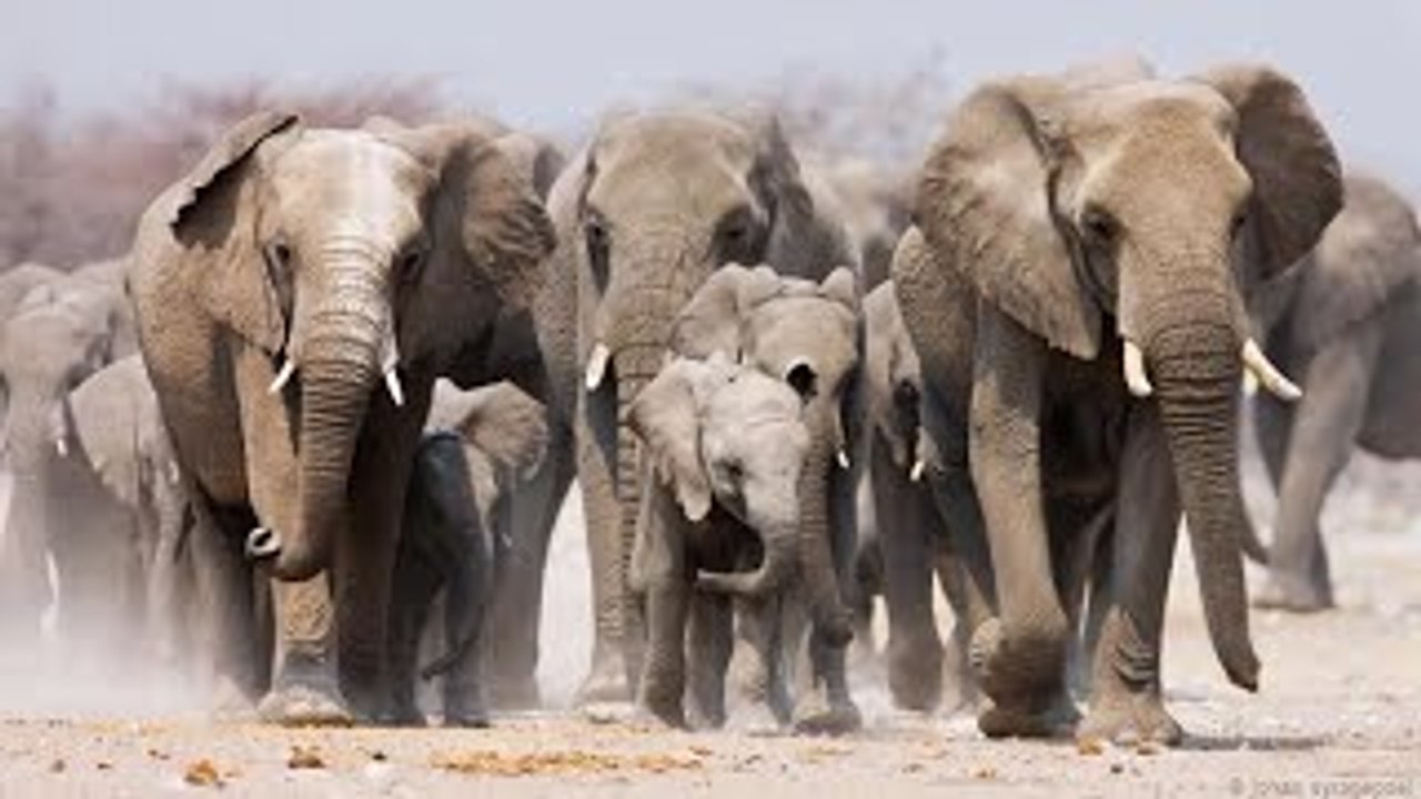 10 Astonishing Animal Parents