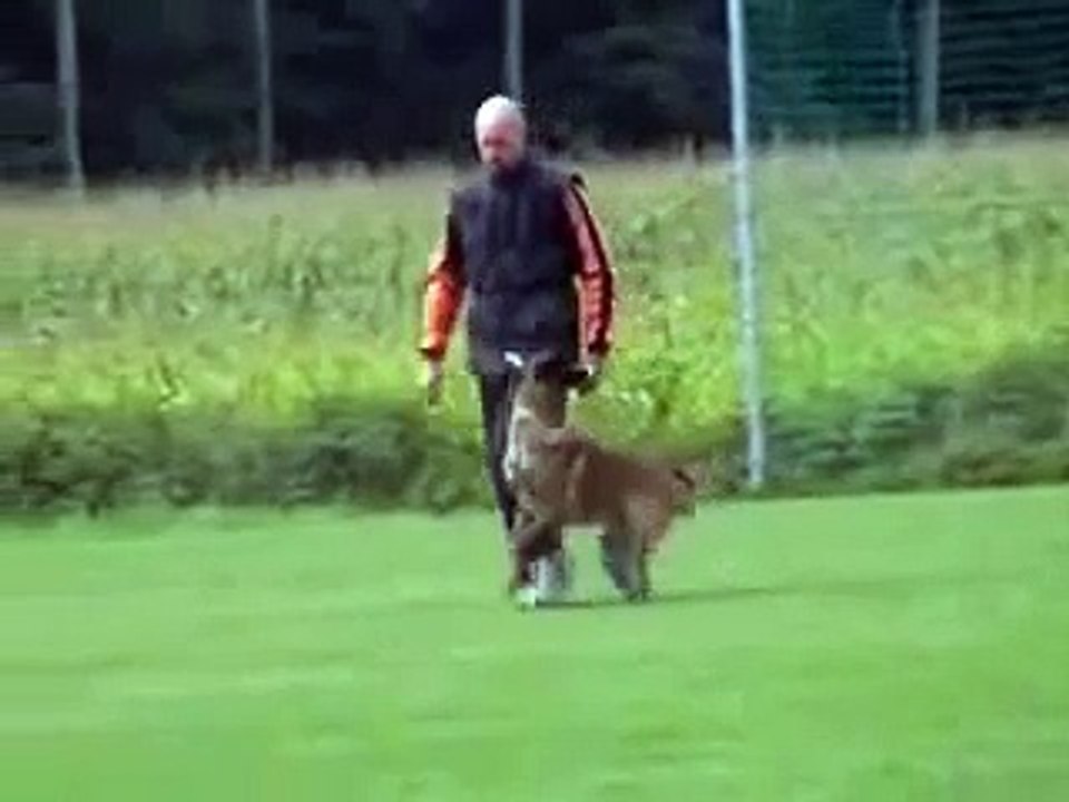 Nero vom Haus Mecki