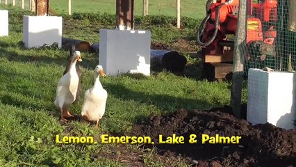 Caenhill Countryside Centre farm animals - Its Christmas Every day
