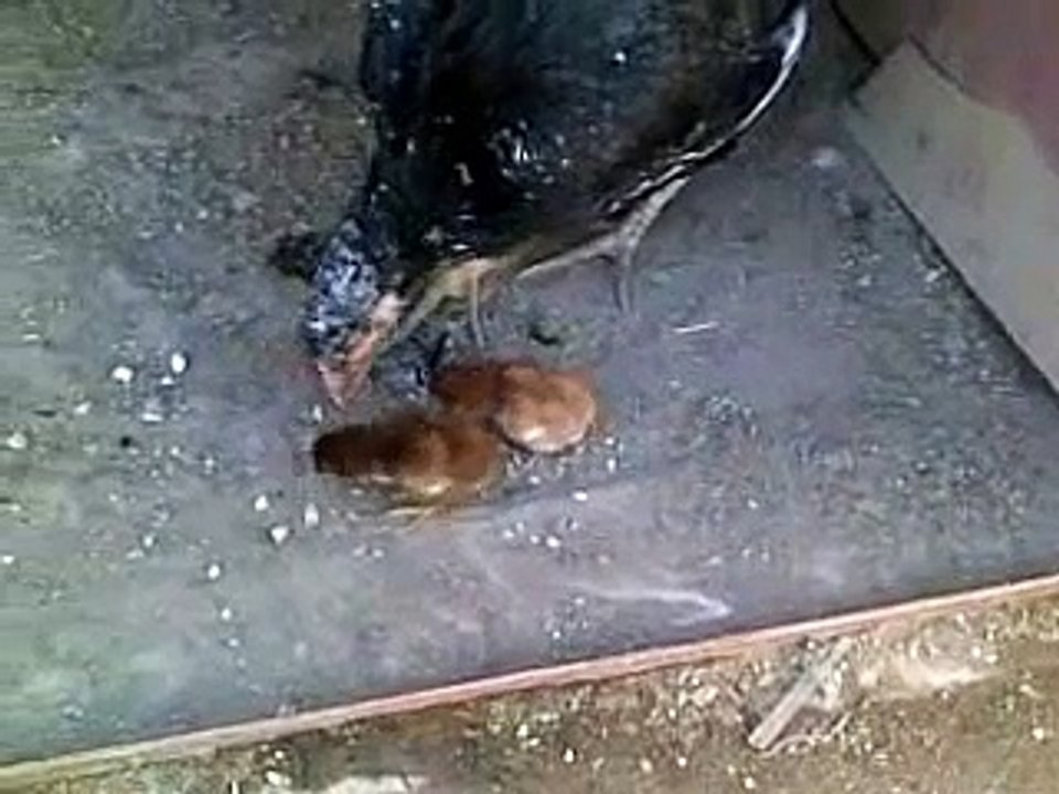 HAIDER ASEEL CHICKS PART 3