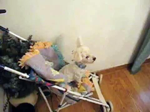 flagrante - cachorro tocando piano