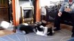 Funny Dogs Well Trained Husky Dog Training Tricks HD 720p