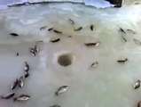 Buz Tutmuş Gölde Balık Tutma Yöntemi