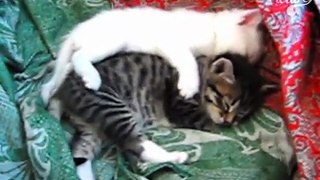 Two Cute Little Kittens
