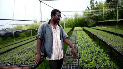 الفقر وقطع الاشجار حلقة مفرغة تهدد هايتي