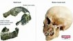 Old humen skull found