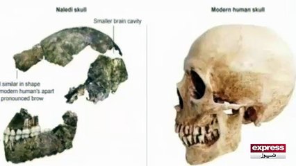 Old humen skull found