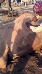 CAMELS DESIGN WALA UNCLE KARACHI MANDI 2015