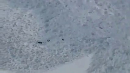 Çığ altında kalma tehlikesi yaşayan keçiler