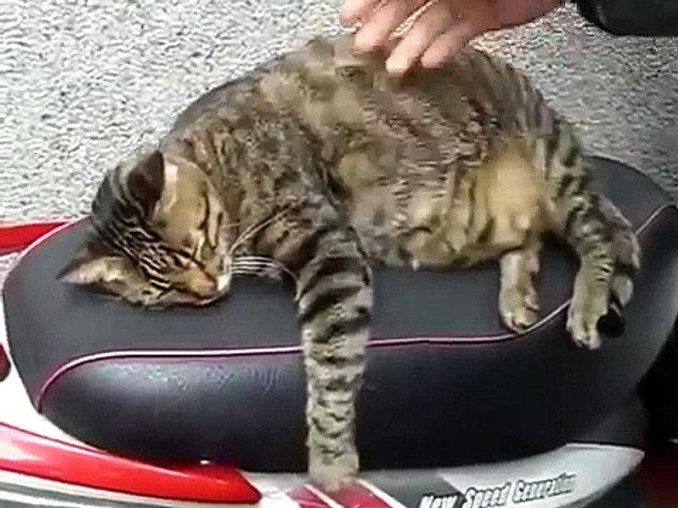 Funny and Cute Cat - A little troublemaker but so lovely