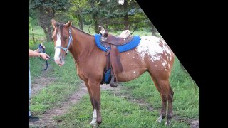 CloverDale Farm Horses for sale 2012
