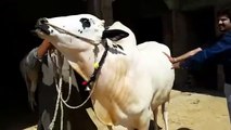 Beauty cow Qurbani Dera of asad raja 2015