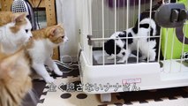 【マンチカンズ】犬に初めて出会った猫一家の反応　~cats' interviewing with a puppy~