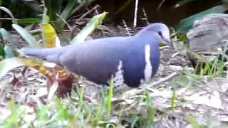 Pigeon - Wonga    鸽子