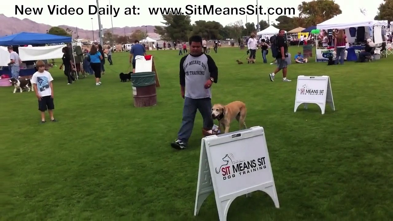 Dog Training Business- Need a Dog Trainer?