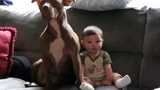 Infant loves his pit bull