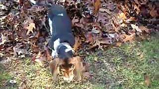 Basset Hound Puppy in Leaves!! Soooo CUTE!!