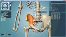 Anatronica Pro for Windows/Mac With Gray's Anatomy and Wikipedia content
