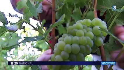 La Champagne allège le poids de ses bouteilles