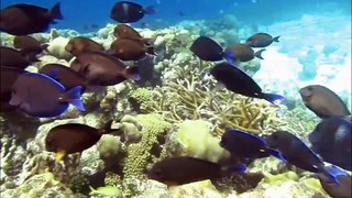 Snorkeling Curacao - Fish Galore & Beautiful Corals
