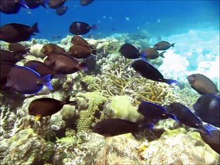 Tải video: Snorkeling Curacao - Fish Galore & Beautiful Corals