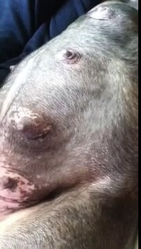 Pregnant Staffordshire Bull Terrier Blue Puppies Moving