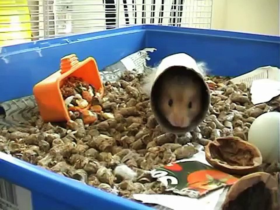 Hamtaro clip (english version)