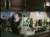 maymunun yemek yerken sevimli hali