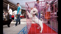 Vai começar o festival da carne de cachorro na china (IMAGENS CHOCANTES)