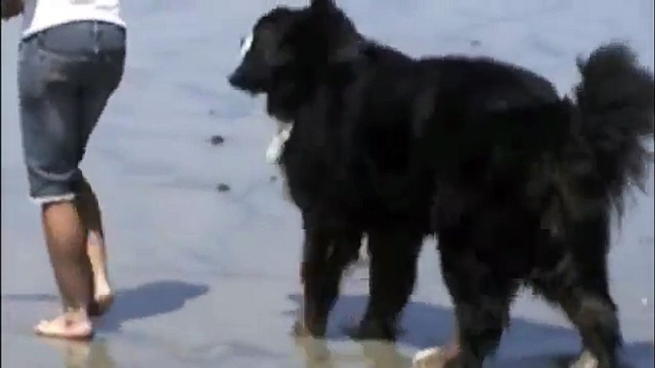 Berner Beach Party 2010 - Bernese Mountain Dogs