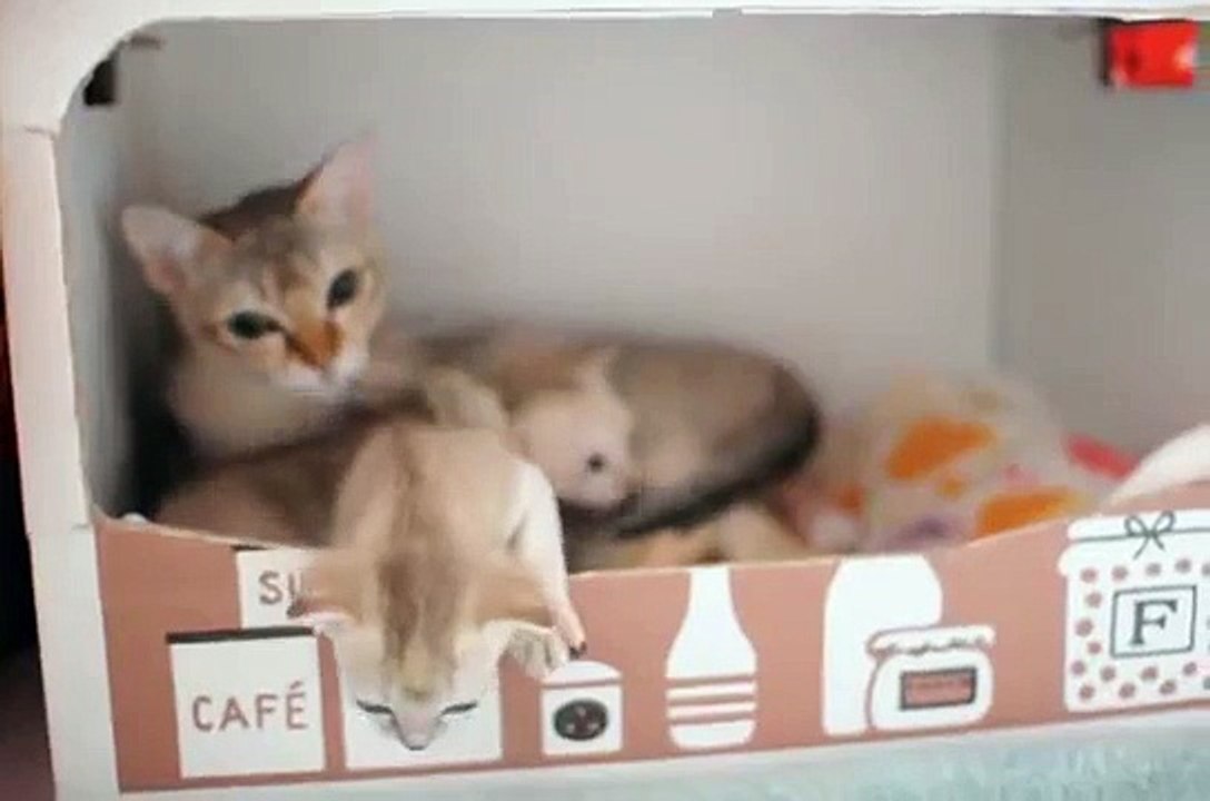 外に出ようとする子猫vs阻止する母、静かなる攻防