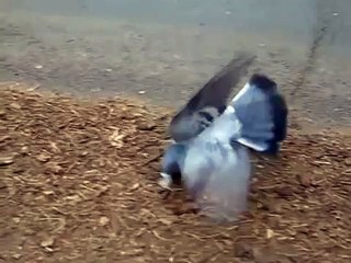 اعراض السالمونيلا