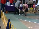 AKC Dog Show Lewiston, ID (AmStaffs)