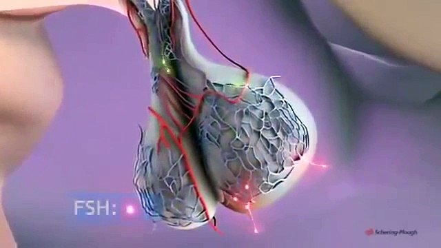 Can You Get Pregnant After Ovulation