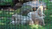 Die Eisbären Luka und Lynn wollen Ijsbeer Huggies Milch  -  Ouwehands Dierenpark in Rhenen