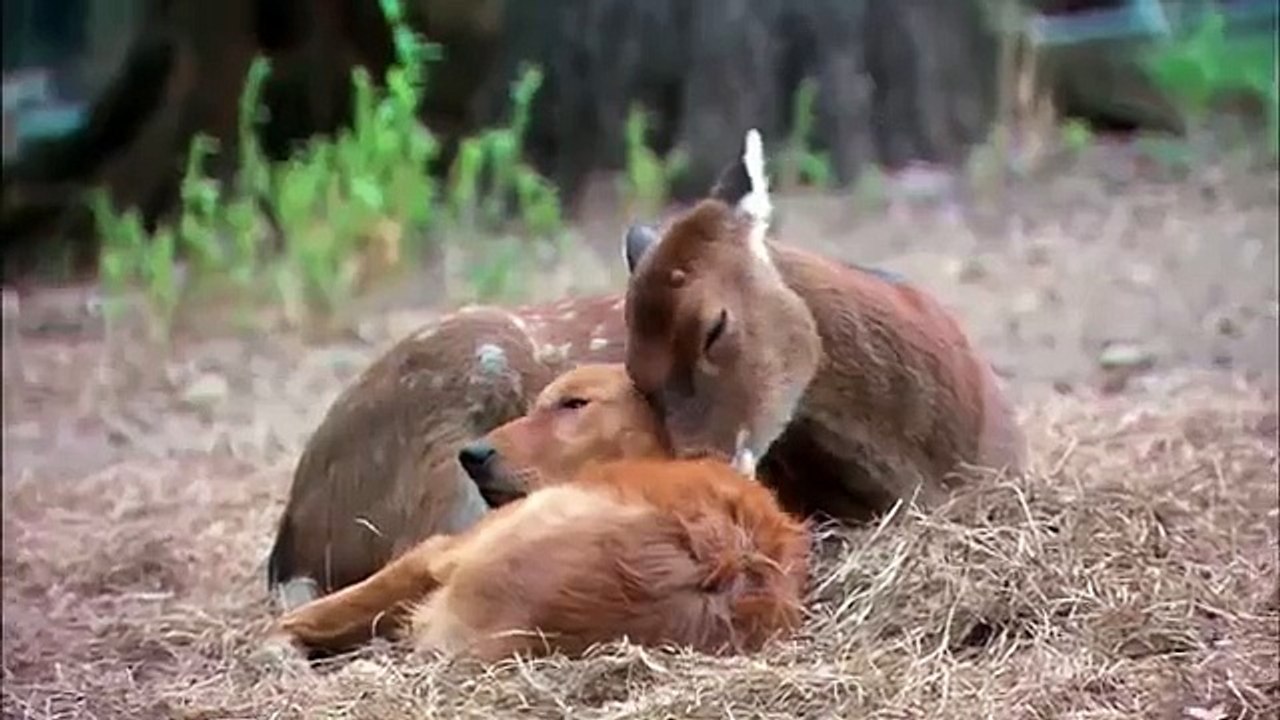 Top 5 Most Engaging TV Commercials