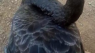 Petting swans pt3