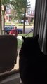 Cat Sees New Family Dog for the First Time: Freaks OUT