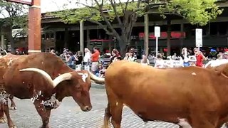 Cattle drive at Fort Worth Stockyards