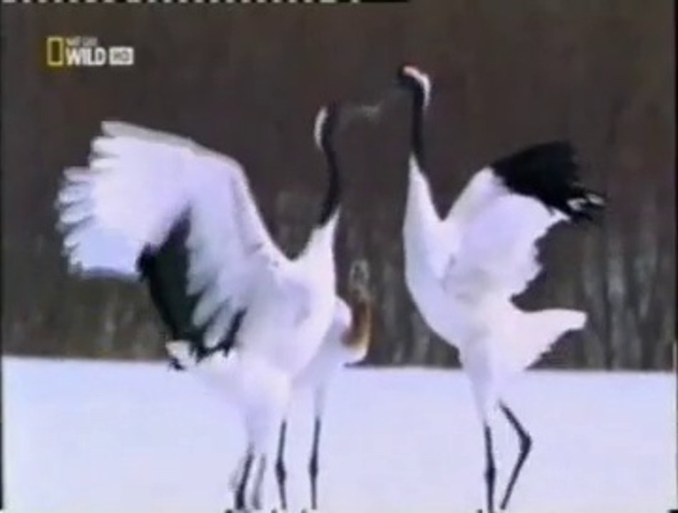Aves: Cortejos extraños