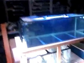 165 gallon reef tank and RO DI system update#5