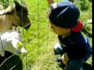 Adann nourrit les chevres