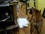 Brutal Beating from Wild Cat to my Presa Canario