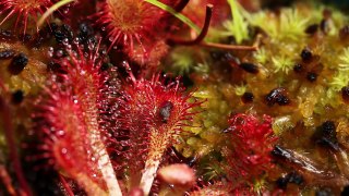 Timelapse video of a sundew trapping and consuming a fruit fly