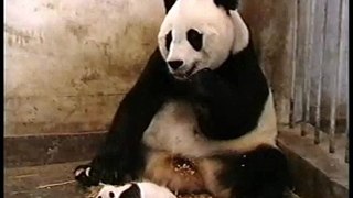 panda sneeze
