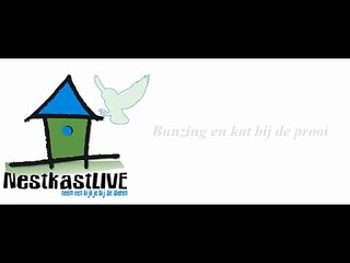 De wildtuin: Kat valt bunzing aan