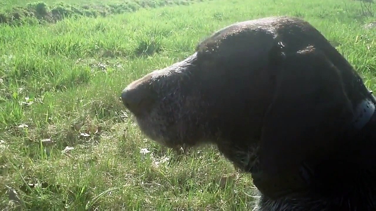 Jachthondentraining deel 1